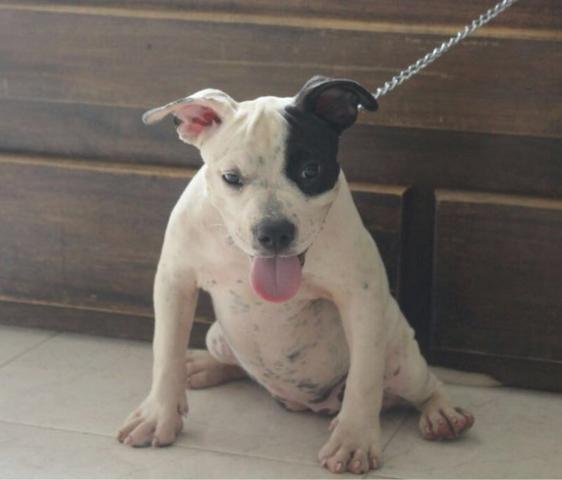 American Bully