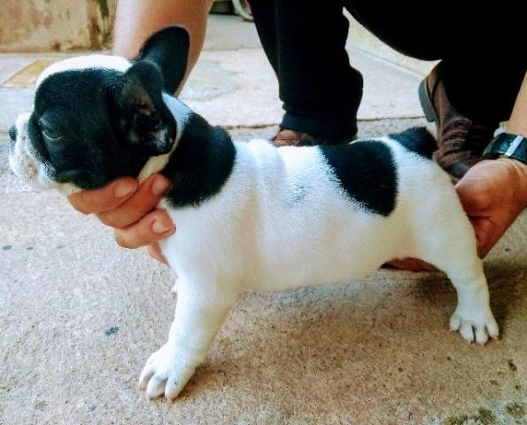 Bulldog Francês
