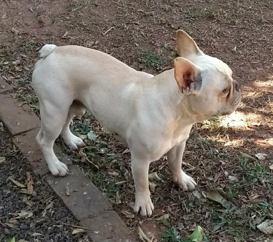 Bulldog francês macho creme