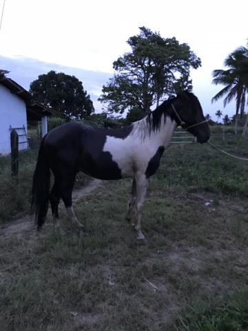 Cavalo Mangolino Pampa