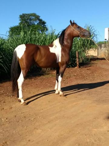 Cavalo Pampa Garanhão