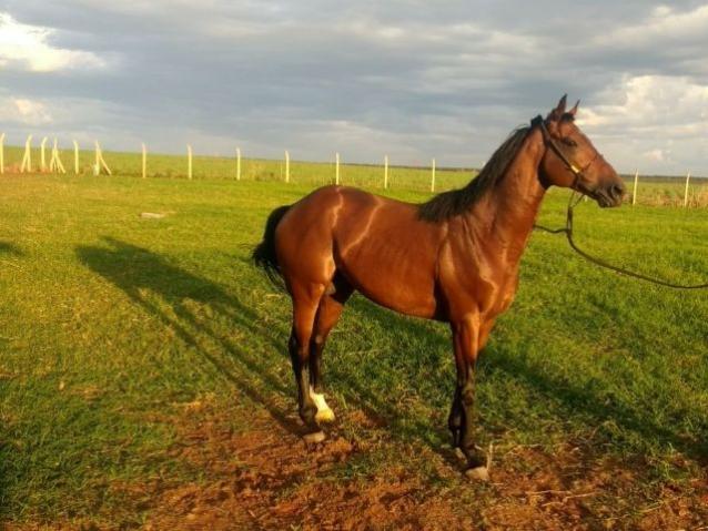 Cavalo de lazer e reprodução PSI