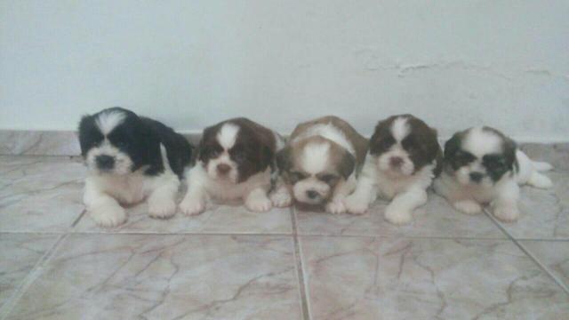 Compro ninhada de shitzu PUROS