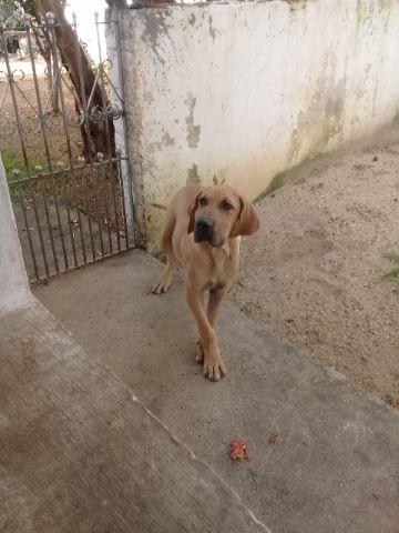 Fila brasileiro