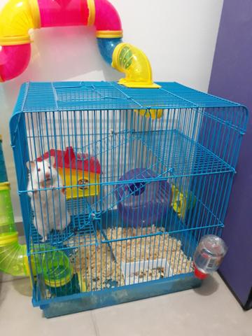 Hamster sírio e gaiola