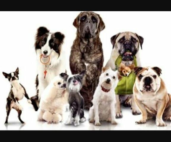 Inseminamos seu Cão