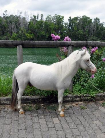 Mini ponei / mini horse 83cm (cobertura)