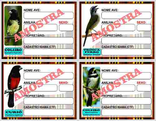 Placa Identificação Pássaros 20 Unid. Frete Grátis +