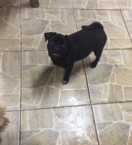 Pug macho com 6 meses black
