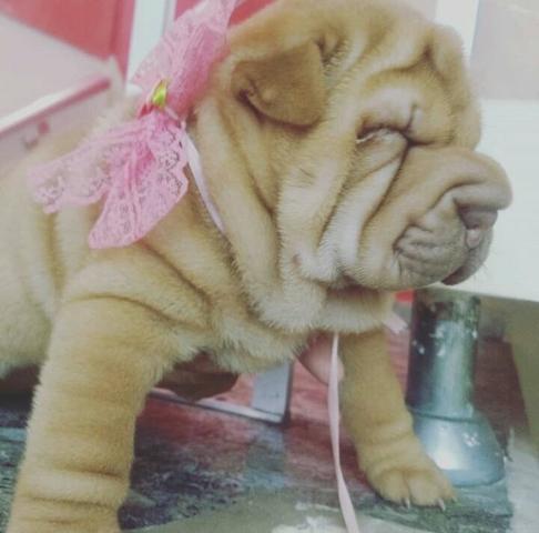 Sharpei fêmea e macho chamar no numero abaixo