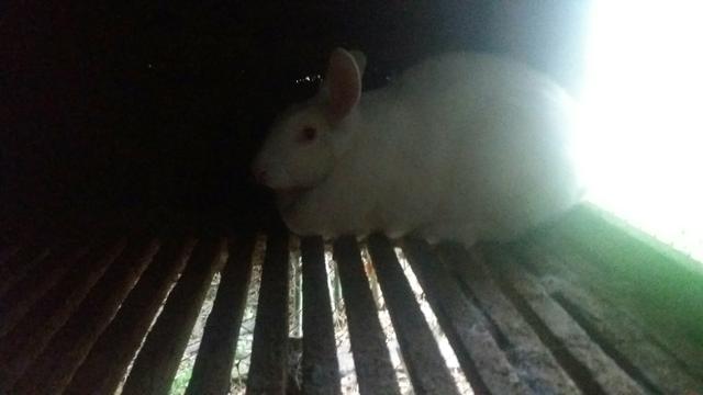 Vendo ou troco coelha