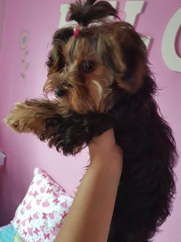 Yorkshire femea disponivel bibelo