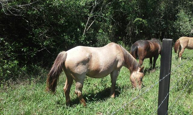 Égua crioula marcada