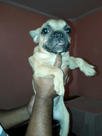 Bulldog francês fêmea 