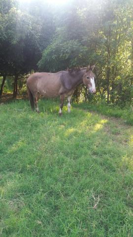 Burro bom montaria e serviço vídeo no watts 