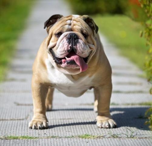 Busco Bulldog Inglês para adoção