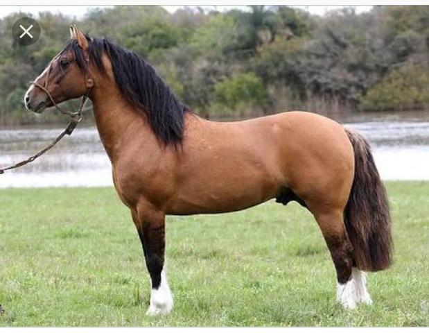 Compro cavalo crioulo