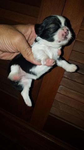 Femeas de shitzu para reserva!