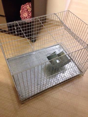 Gaiola para porquinho da India, roedores