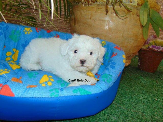 Maltês Macho pedivree/contrato em 12x