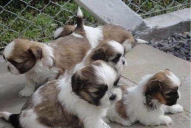 Shih tzu macho 450 fêmea 850 já com primeira vacina
