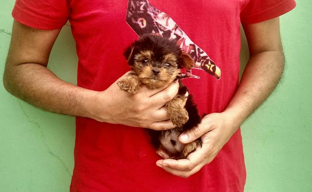 Somente R$ Yorkshire Mini Macho