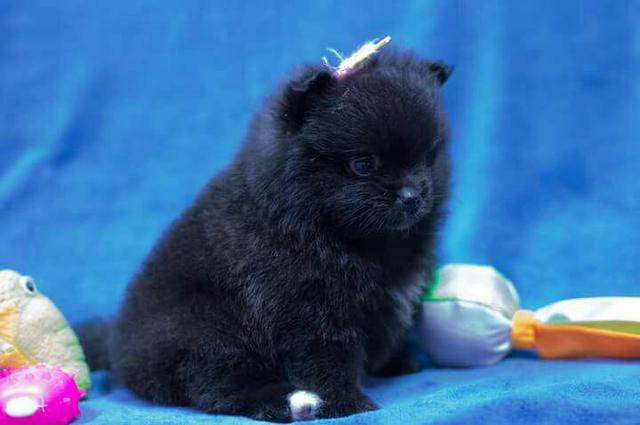 Spitz Alemão Anão com Pedigree!