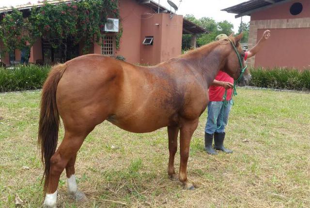 Vendo Égua QM PO