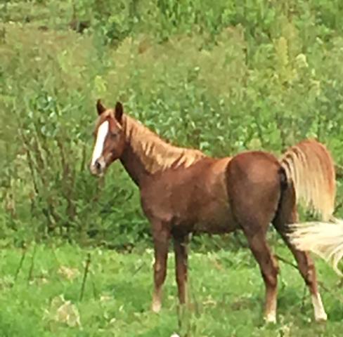 2 cavalos e 1 e égua