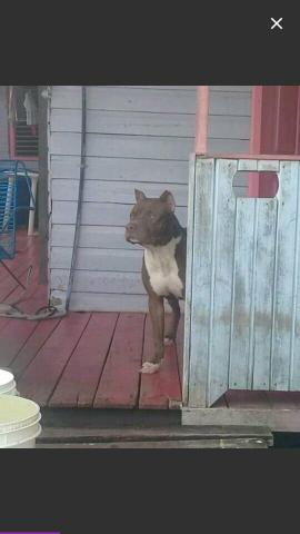 American pitbull terrier com 8 Meses (MACHO)