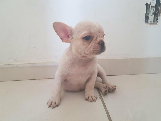 Bulldog francês fêmea