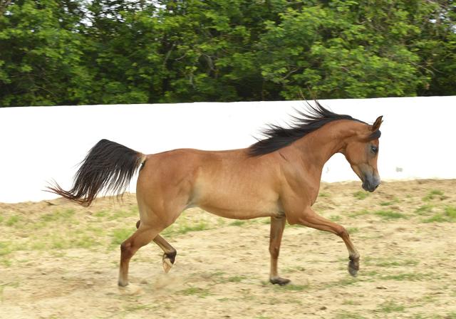 Cavalo árabe égua 5 anos registrada domada