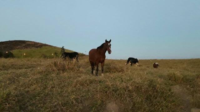 Vendo Cavalo