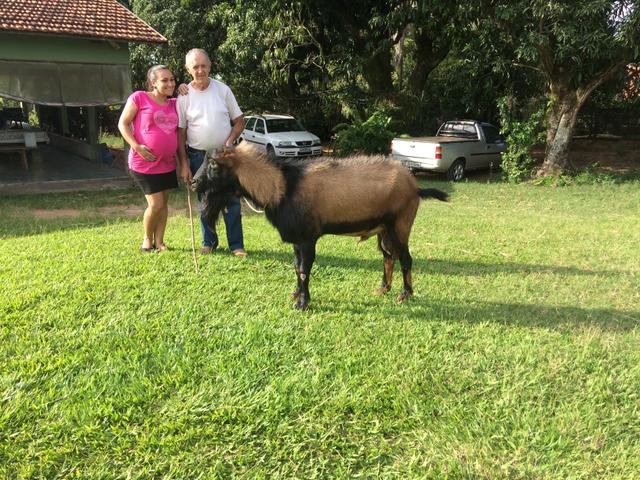 Bode / Raça de leite