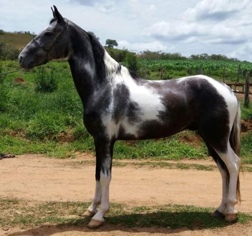 Cavalo Pampa Mangalarga Mineiro