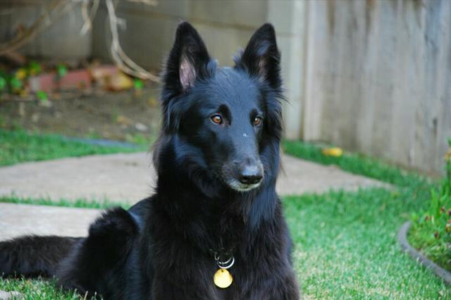 Cão pastor belga preto