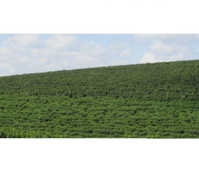 Fazenda 215 alqueires em Lavras 560 mil pés café