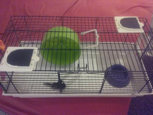 Gaiola para esquilos