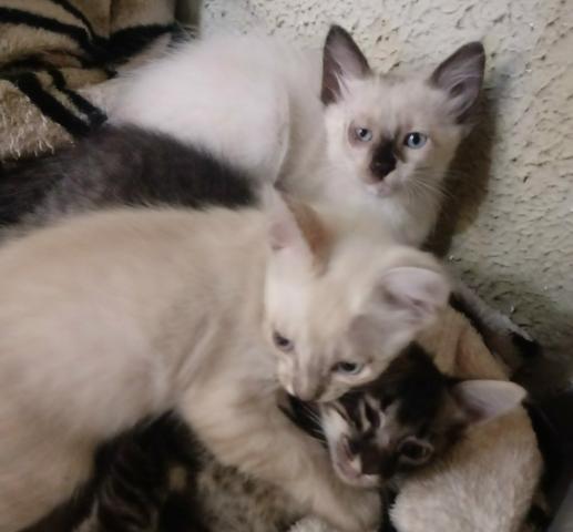 Lindos gatinhos! Doamos pra quem tem muito carinho! Contato 014 