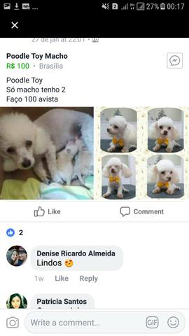 Poodle Toy branquinho
