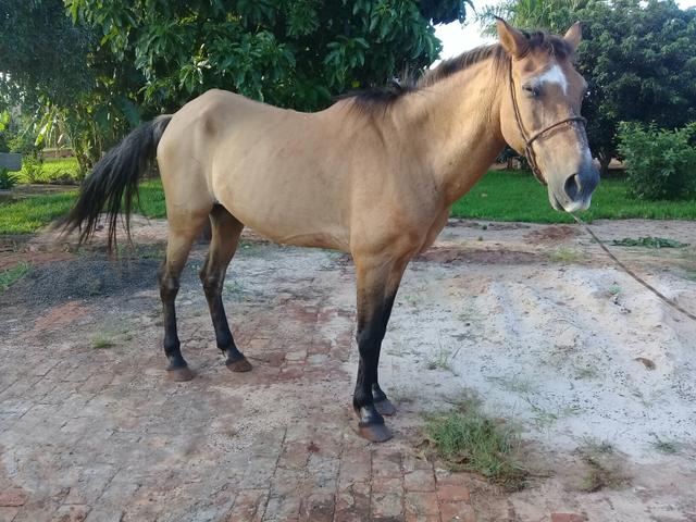 Vende-se Cavalo