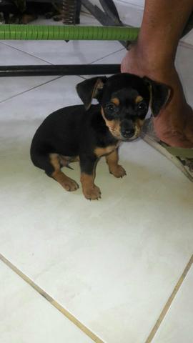 Vendo Cadelinha Pinscher fêmea