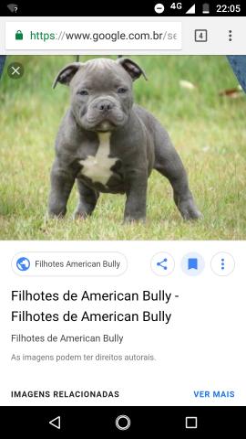 American Bully muito top e barato promoção só hj