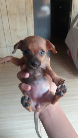 Cachorrinha pinscher Fêmia