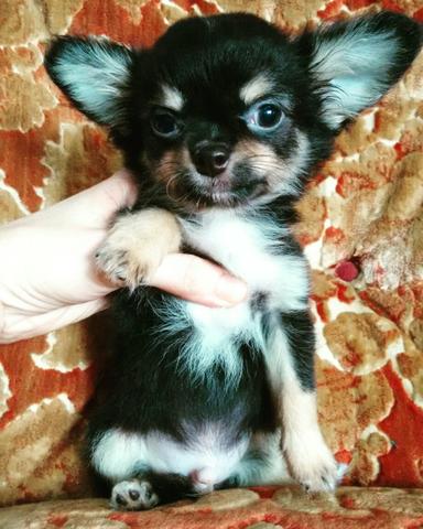 Chihuahua mini macho pelo longo