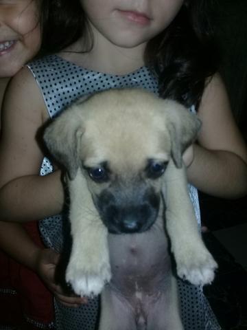 Doação de cachorinha vira lata