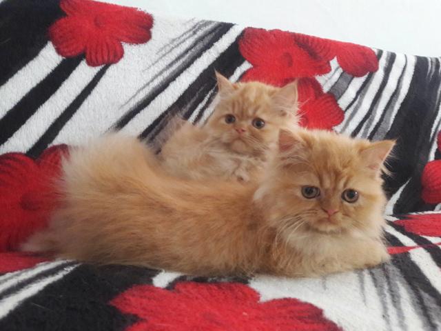 Gatos persa