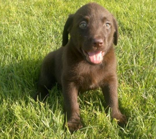 Labrador chocolate fêmea  olhos verdes