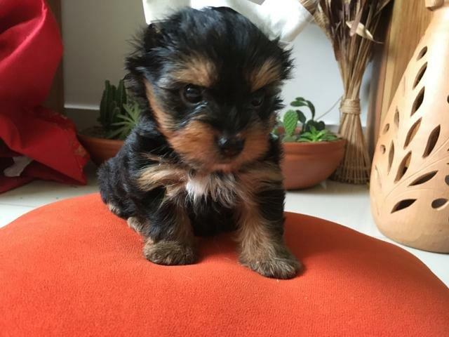 Lindo macho mini (12x no cartão de crédito)