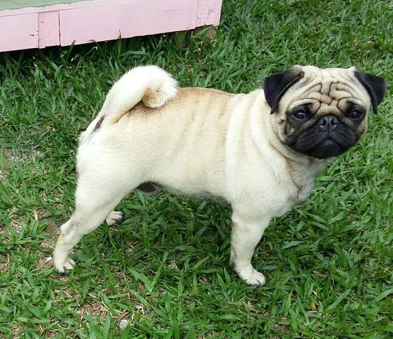 Lindo pug para cruza!!!